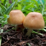 Kako se riješiti gljiva u okolini